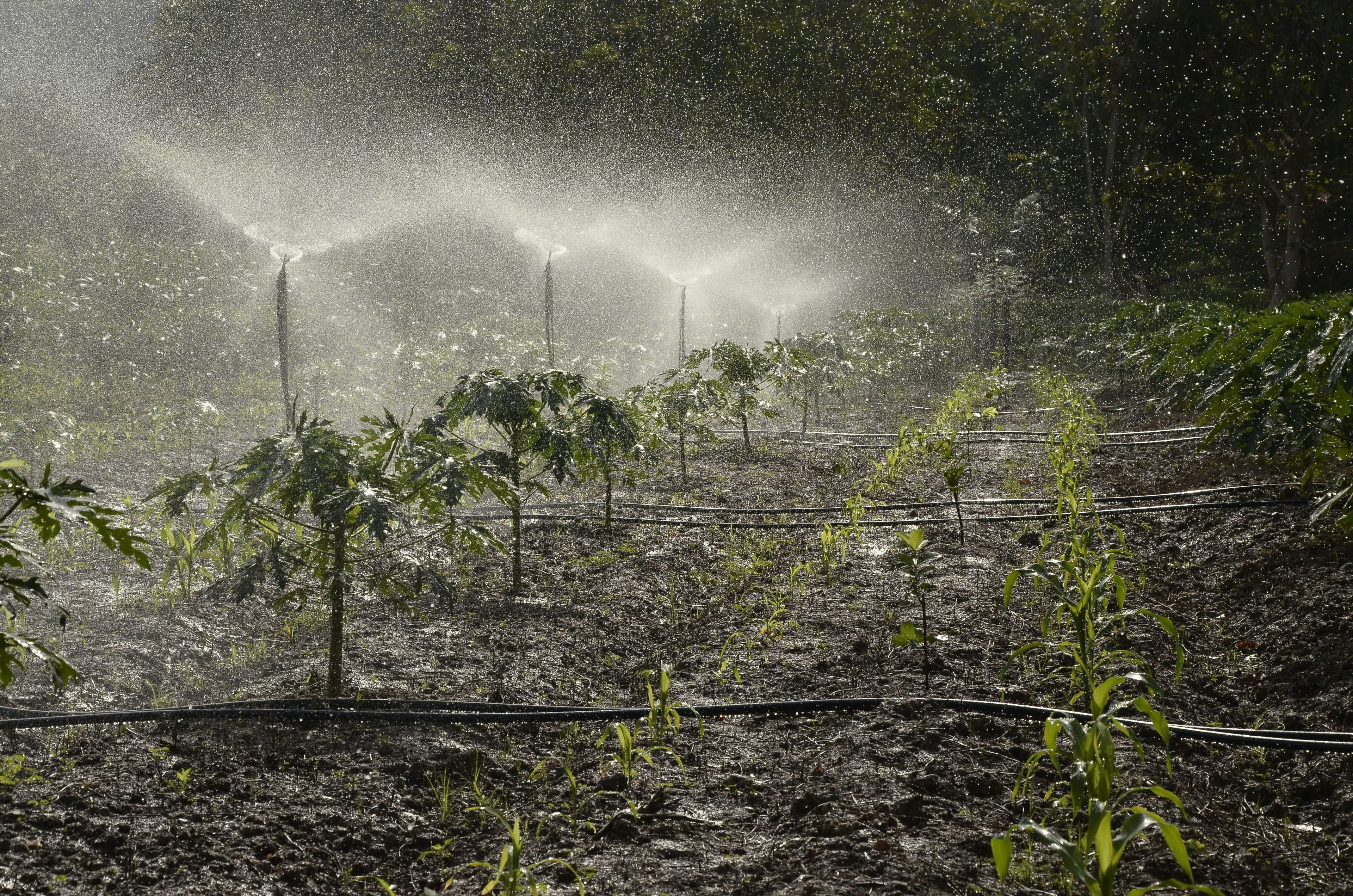 L'eau utilisée pour arroser les plantations est une part majeure de notre empreinte eau. Une photo de Philippe Junior Mail